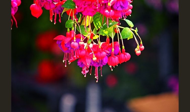 Do you know why fuchsia can be used